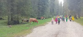 Vandranje po gozdnih poteh Pokljuke
