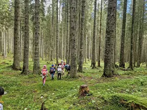 Pohajanje po pokljuških gozdovih