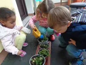 Zalivanje marjetic, ki smo jih posadili v cvetlična korita