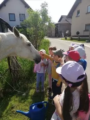 Božanje konja