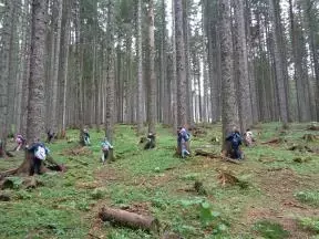 Objeli smo smreke in prisluhnili, če nam kaj pomembnega sporočajo