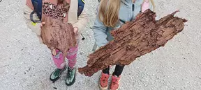 Hrošči lubadarji so izdolbli pravo umetnijo v lubju dreves